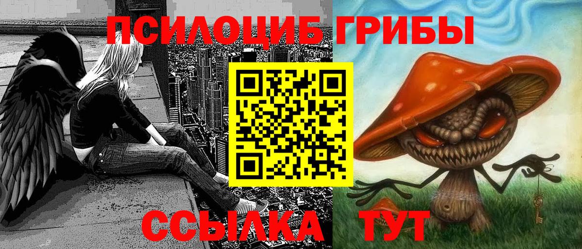 Псилоцибиновые грибы Psilocybe Тверь
